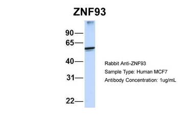 ZNF93 Rabbit Polyclonal Antibody