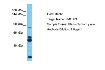PMFBP1 Rabbit Polyclonal Antibody