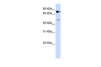 ZNF483 Rabbit Polyclonal Antibody