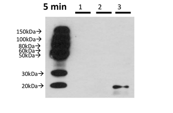 BATF2 Rabbit Polyclonal Antibody