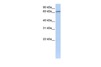 ZNF41 Rabbit Polyclonal Antibody