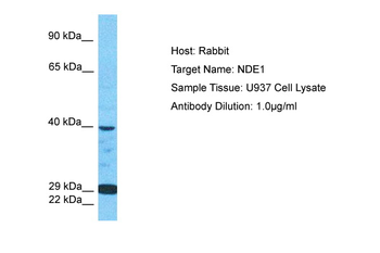 NDE1 Rabbit Polyclonal Antibody