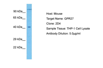 GPR27 Rabbit Polyclonal Antibody