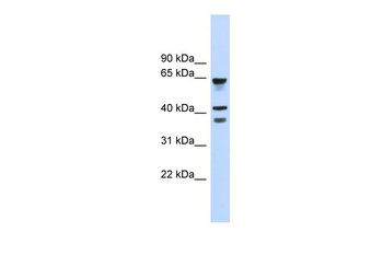 GPR27 Rabbit Polyclonal Antibody