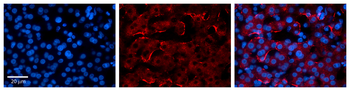 MIA2 Rabbit Polyclonal Antibody