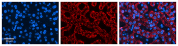 MIA2 Rabbit Polyclonal Antibody