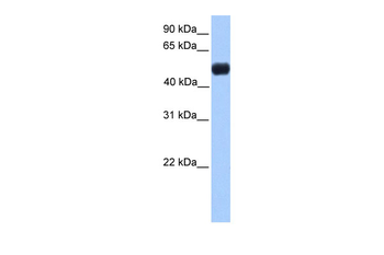 NR0B1 Rabbit Polyclonal Antibody