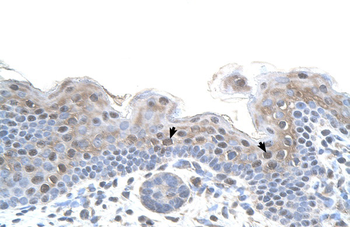 STRAP Rabbit Polyclonal Antibody