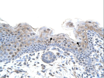 STRAP Rabbit Polyclonal Antibody