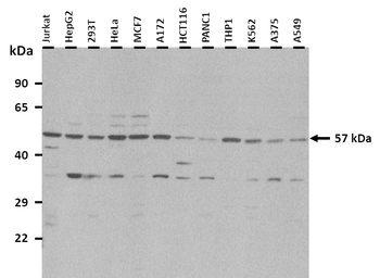 IL28RA Rabbit Polyclonal Antibody