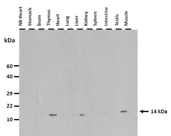 Saa1 Rabbit Polyclonal Antibody