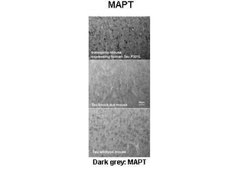 MAPT Rabbit Polyclonal Antibody