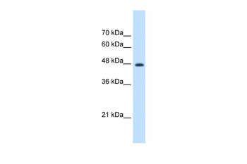 EEF1G Rabbit Polyclonal Antibody
