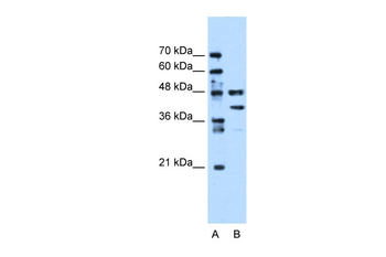 EEF1G Rabbit Polyclonal Antibody