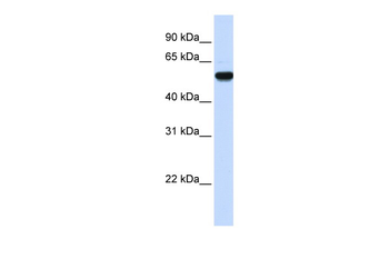 EEF1A2 Rabbit Polyclonal Antibody