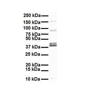 EEF1A2 Rabbit Polyclonal Antibody