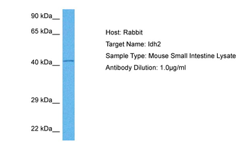 IDH2 Rabbit Polyclonal Antibody