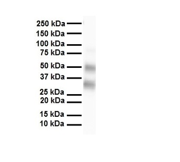 SELENBP1 Rabbit Polyclonal Antibody