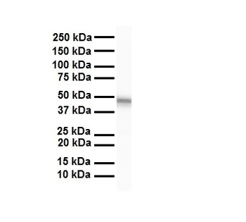SELENBP1 Rabbit Polyclonal Antibody