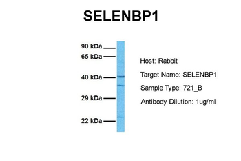 SELENBP1 Rabbit Polyclonal Antibody