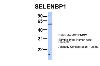 SELENBP1 Rabbit Polyclonal Antibody