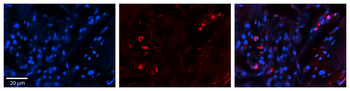 SELENBP1 Rabbit Polyclonal Antibody