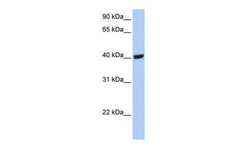 SELENBP1 Rabbit Polyclonal Antibody