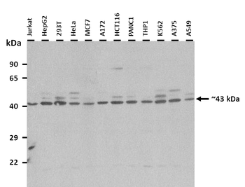 EIF3M Rabbit Polyclonal Antibody