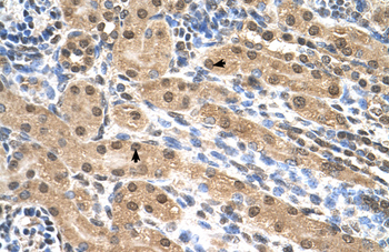 EIF3M Rabbit Polyclonal Antibody