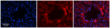 RABL4 Rabbit Polyclonal Antibody