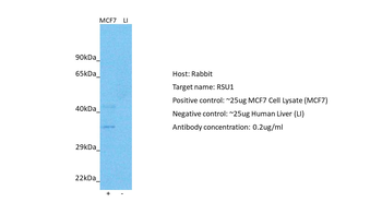RSU1 Rabbit Polyclonal Antibody