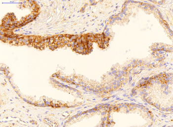 GADD45B Rabbit Polyclonal Antibody