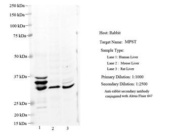 MPST Rabbit Polyclonal Antibody