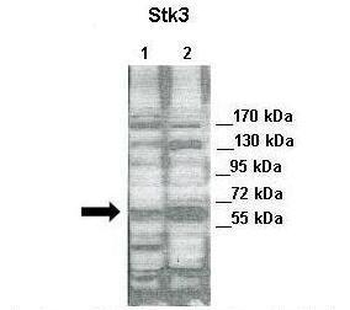 STK3 Rabbit Polyclonal Antibody