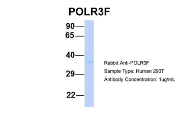 POLR3F Rabbit Polyclonal Antibody