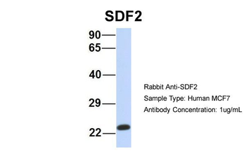SDF2 Rabbit Polyclonal Antibody