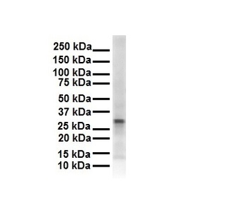 ECHDC2 Rabbit Polyclonal Antibody