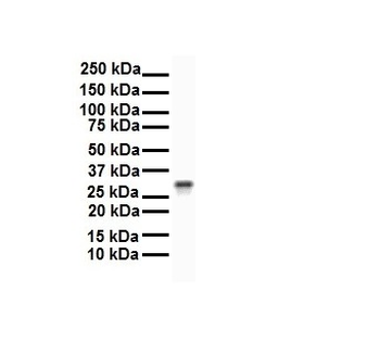 ECHDC2 Rabbit Polyclonal Antibody