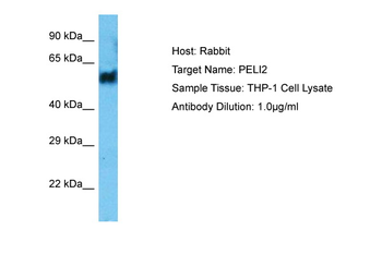 PELI2 Rabbit Polyclonal Antibody