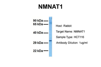 NMNAT1 Rabbit Polyclonal Antibody