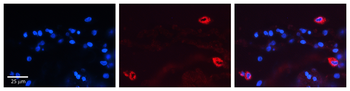 MAP2K2 Rabbit Polyclonal Antibody