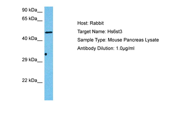HS6ST3 Rabbit Polyclonal Antibody
