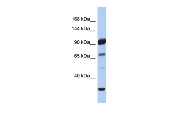 PCDHA10 Rabbit Polyclonal Antibody