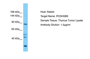PCDHGB5 Rabbit Polyclonal Antibody
