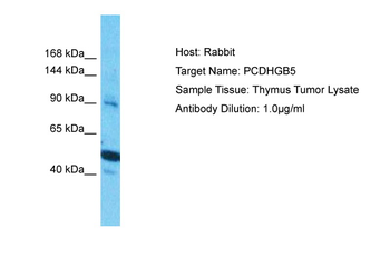 PCDHGB5 Rabbit Polyclonal Antibody