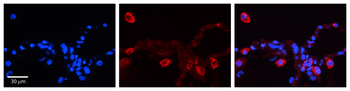 PCDHGC4 Rabbit Polyclonal Antibody
