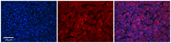 UGT1A7 Rabbit Polyclonal Antibody