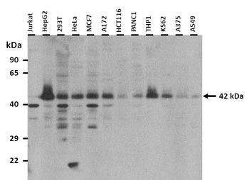 C1GALT1 Rabbit Polyclonal Antibody