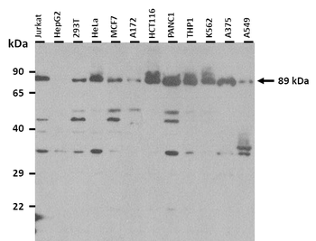 CDH22 Rabbit Polyclonal Antibody