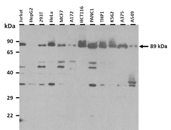 CDH22 Rabbit Polyclonal Antibody
